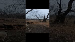 прогулка по лесу