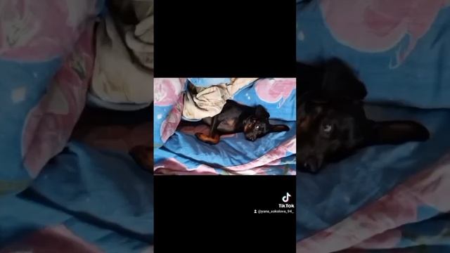 На чиле 🐶#врек#начиле#джиган#позитив#мойпёс#красавчик#любимка#собакадругчеловека#собака#тойтерьер