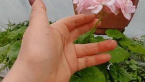 ТОП-3 ЦВЕТОВ самых ярких,  красиво и долгоцветущих в моем саду