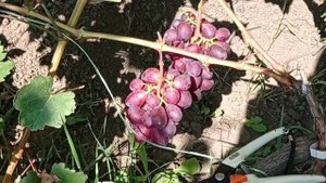 @Новий супер виноград Кузьмич у О.Гергеля 02.08.2024 р.