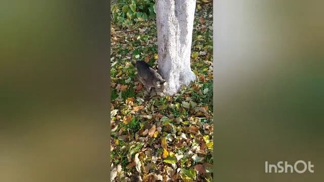 Как кошка с собакой подружились