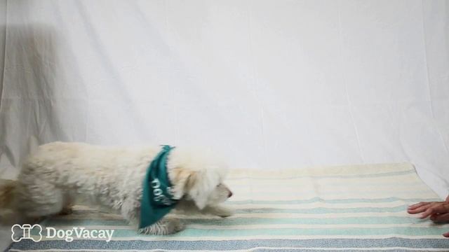 Dog Tricks Made Easy - The "Crawl" смотреть онлайн