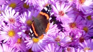 МУЗоткрытка ПРОСТО ПОШЛИТЕ ЖЕНЩИНЕ... ОЦЕНИТ