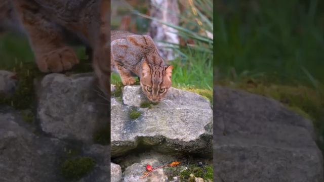 Ржавая кошка