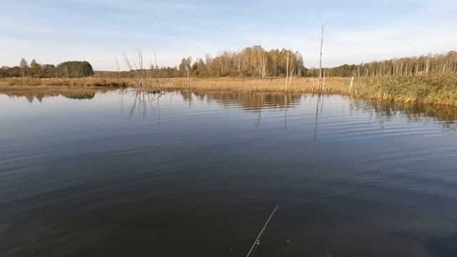 Ловля ЩУКИ НА БОЛОТЕ! Рыбалка на СПИННИНГ ОСЕНЬЮ с ЛОДКИ! Воблеры и крупный силикон! смотреть онлайн