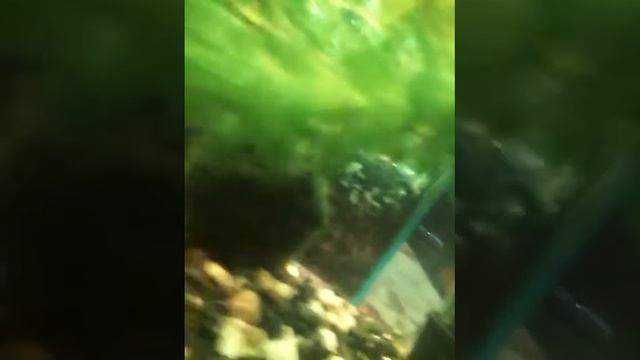 Герои из удивительного мира Гамбола.