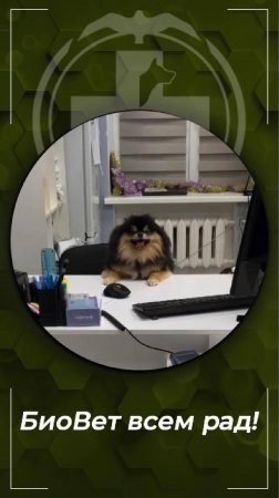 БиоВет всегда рад приветствовать своих новых, мохнатых посетителей.