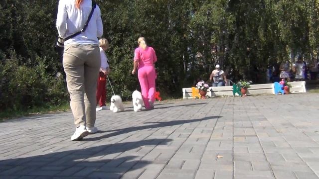 65  Моно пуделей. Челябинск 28.08.2022. Сравнение на ЛС. смотреть онлайн