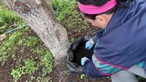 Новый способ посадки огурцов, если нет теплицы и парника. А можно и на балконе