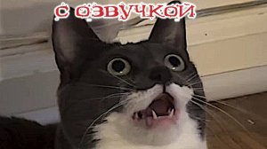 Приколы с котами! С ОЗВУЧКОЙ! Смешные коты и собаки!! САМЫЕ СМЕШНЫЕ ЖИВОТНЫЕ!! До слёз!