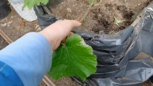 Высадила ранние ОГУРЦЫ и КАБАЧКИ в теплицу необычным способом