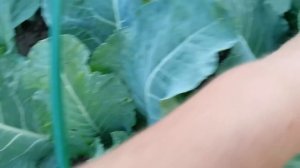 Обзор ОГОРОДА на 1 июля. Заморозки не смогли испортить начало сбора урожая