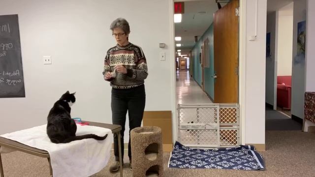 How to introduce two cats - step 2 смотреть онлайн