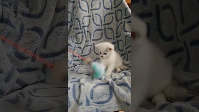 Британские котята,серебристые шиншиллы.Феликс