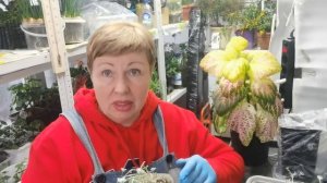 Мышей я победила! Гибкость приобрела! Перцы третий посев. Новые семена