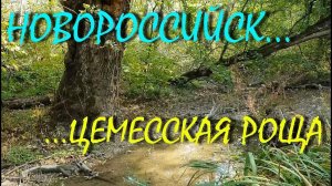 Цемесская роща в новороссийске, цемесская роща, Новороссийск