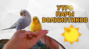 КАК НАСТУПАЕТ УТРО ПАРЫ ВОЛНИСТЫХ ПОПУГАЕВ ЧИКИ И МОЛЛИ! ВЕСЕЛОЕ УТРЕННИЕ ПЕНИЕ ПОПУГАЕВ!