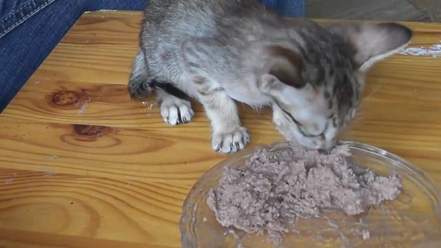 Котёнок ест паштет / Kitten eats pate