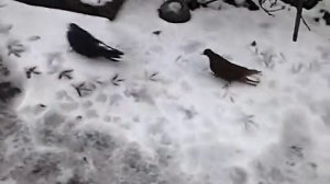 Обзор на земле голубей серпастых