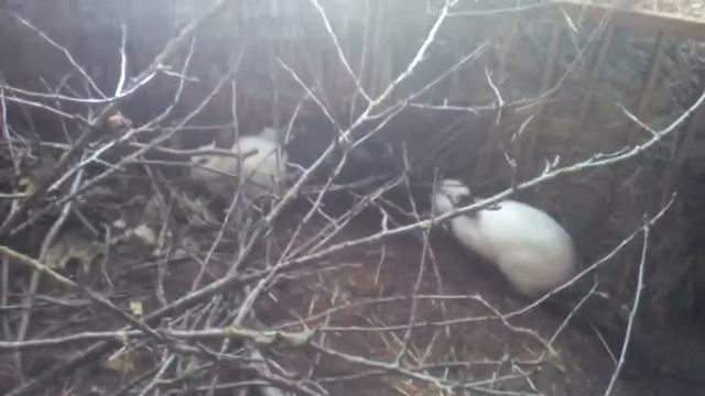 Кролики, последние дни осени смотреть онлайн