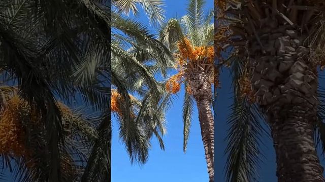Финики на пальме в Анталье #турция #море #анталья #отдых #еда
