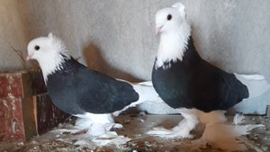 акуши голуби 89383488488 Ставрополь