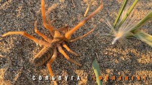 ФАЛАНГА или Сольпуга