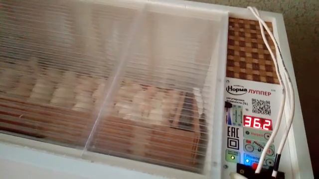 Инкубация яйца бройлера Кооб 500, инкубатор норма луппер С10! смотреть онлайн