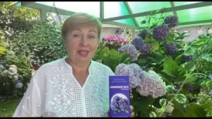 Давайте встретимся в Москве! Готовим гортензию к зимовке поэтапно