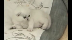 британские котята окраса серебристая шиншилла