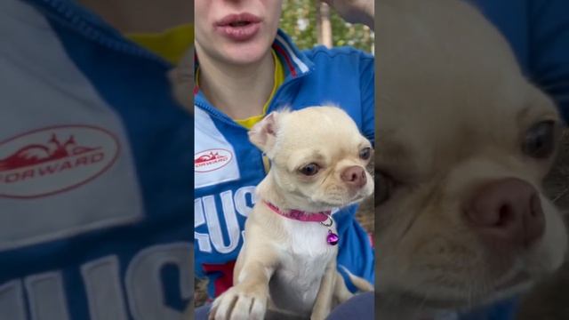 Действительно злая собака👍 #chihuahua #dog #puppy #злаясобака #злой #зловнутри2 #не #funny