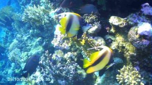 Подводный мир Египта 3 часть