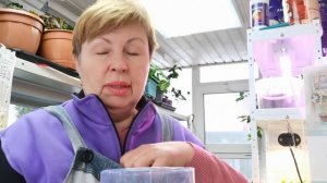 Изменила любимому способу посева ЛОБЕЛИИ. А наверное зря!