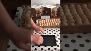 Доработка инкубатора Блиц-Байкал