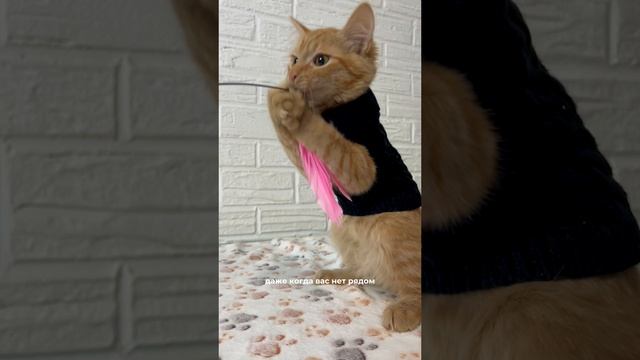 Выбирайте лучшее для своих четвероногих друзей с MiloPets🫶🏻🐾