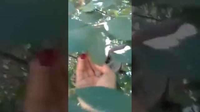 Серый,усатый-полосатый помощник и его сестрёнка. смотреть онлайн