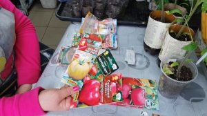 Что случилось с ТОМАТАМИ? С таким посевом 100 % всходы. В этом году 58 сортов