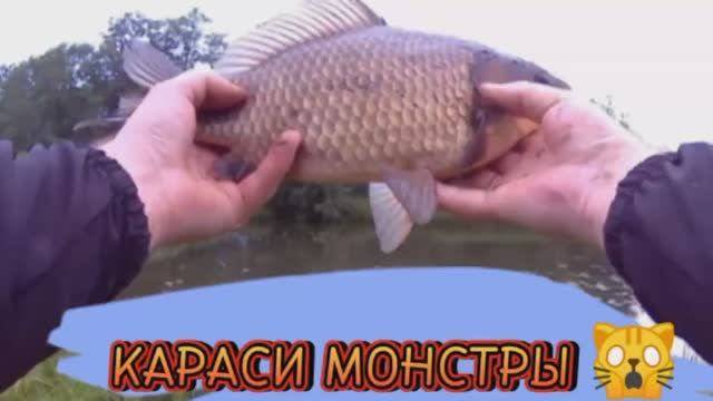 КАРАСИ МОНСТРЫ 2024    #рыбалка  #fishing #россия #лето2024