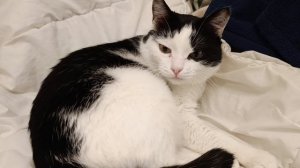 Декабрь 2024 года, отключили отопление дома, тестируем инфракрасный обогреватель Картина.