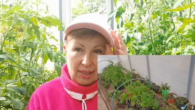 Не повторяйте мои ошибки! Поплакала по томатам и они  растут не по дням, а по часам