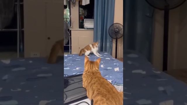 Котозарядка