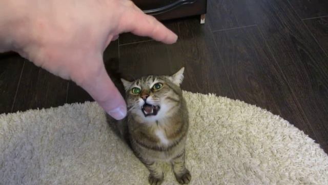 Кот КУЗЯ подает голос. Разозлившийся кот. смотреть онлайн