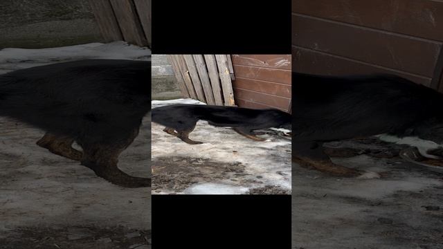 Бездомная собака начинает нам доверять