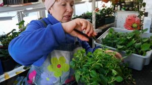 ПЕТУНИЯ вторая прищипка и последующие обрезки. Зачем так кромсать петунию?