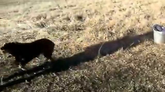 дрессура нашей келпи  спустя месяц  2