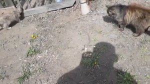 КОШКА VS ЗМЕЯ