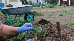 Цион хвалят или критикуют, а я решила попробовать. Фитоспорин АС плохо пахнет, зато спасает