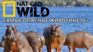 Nat Geo Wild Самые опасные убийцы. Опасная зона 16+