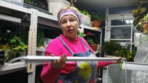 Теперь растения Попрут и Завалят урожаем! С отличными лампами от МИНИФЕРМЕРА так и будет!