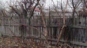 Урок по обрезке Бибаум  или V образной плоской кроны